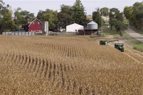 Corn&nbsp;is harvested at Duane Braesch's farm in Bennington, Neb., on Sept. 20.